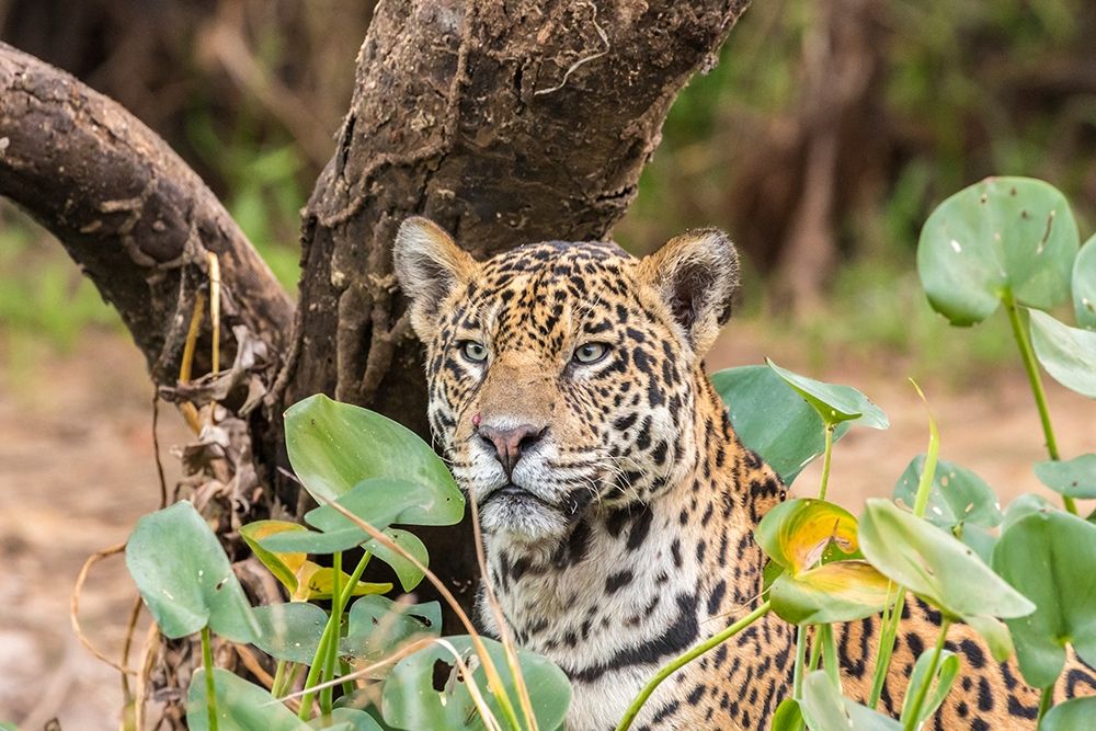 Brazil-Pantanal Close-up of jaguar